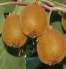 Kiwi Fruit, actinidia deliciosa  'Hayward' (FEMALE)